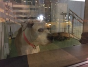 4th Nov 2015 - Lonely Eyes...Overnight Stay In A Doggie Daycare 