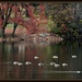 Goose Gathering by essiesue