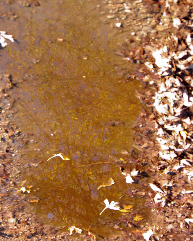 Autumn Puddle by daisymiller