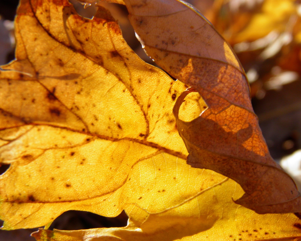 Autumn Gold Up Close by daisymiller