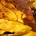 Autumn Gold Up Close by daisymiller