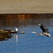 Great Blue Heron at Scottsdale Pond by markandlinda