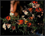 6th Nov 2015 - Migrating Monarchs...