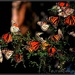 Migrating Monarchs... by soylentgreenpics