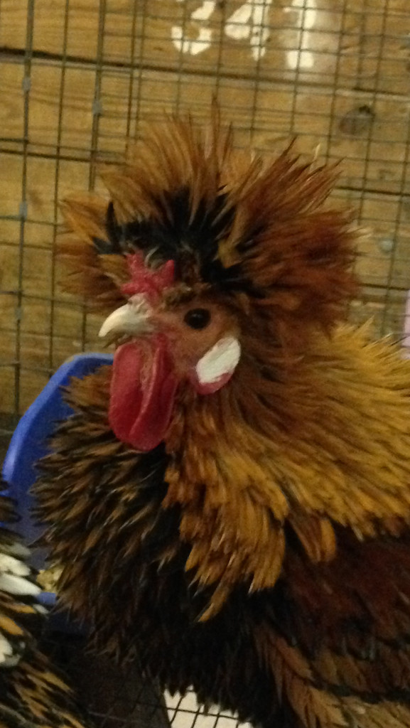 Bantam Rooster by prn