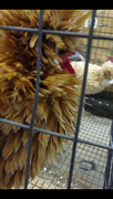 2nd Nov 2015 - Bantam Rooster