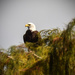 Bald Eagle number two by rickster549