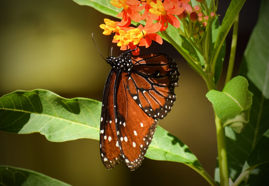 Queen Butterfly by rickster549