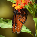 Queen Butterfly by rickster549