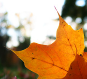 24th Oct 2015 - Autumn Leaves