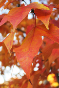 25th Oct 2015 - Autumn Leaves #2