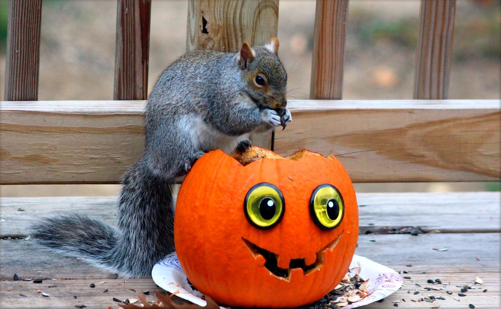 Squirrel Still Trick Or Treating  by paintdipper