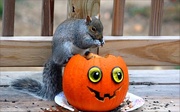 5th Nov 2015 - Squirrel Still Trick Or Treating 