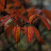 Colors of Autumn 22 by loweygrace