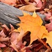Fallen Leaves by harbie