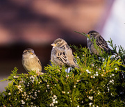 5th Nov 2015 - sparrows