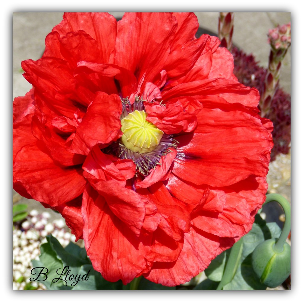 Red Poppy -- " We will remember them " by beryl