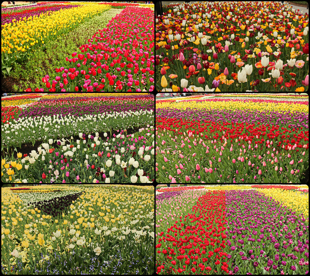 Floriade 2 by terryliv