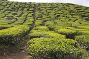 22nd Oct 2015 - Tea Plantation Cameron Highland