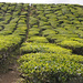 Tea Plantation Cameron Highland by ianjb21