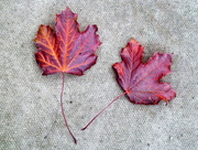 6th Nov 2015 - Autumn leaf composition