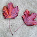 Autumn leaf composition by boxplayer