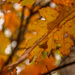 Oak leaves by novab