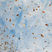 It's Raining Leaves Hallelujah by alophoto