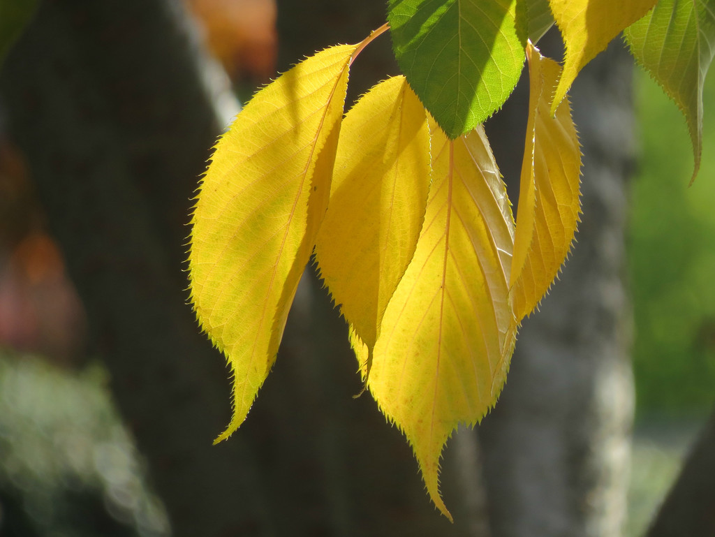 Yellow Leaves by seattlite