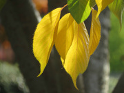 7th Nov 2015 - Yellow Leaves