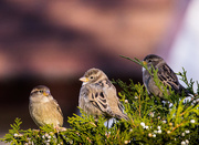 6th Nov 2015 - sparrows crop 2