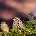 sparrows crop 2 by aecasey