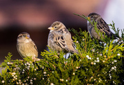 5th Nov 2015 - sparrows crop 1