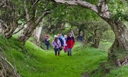 29th May 2014 - A Walk in the Woods