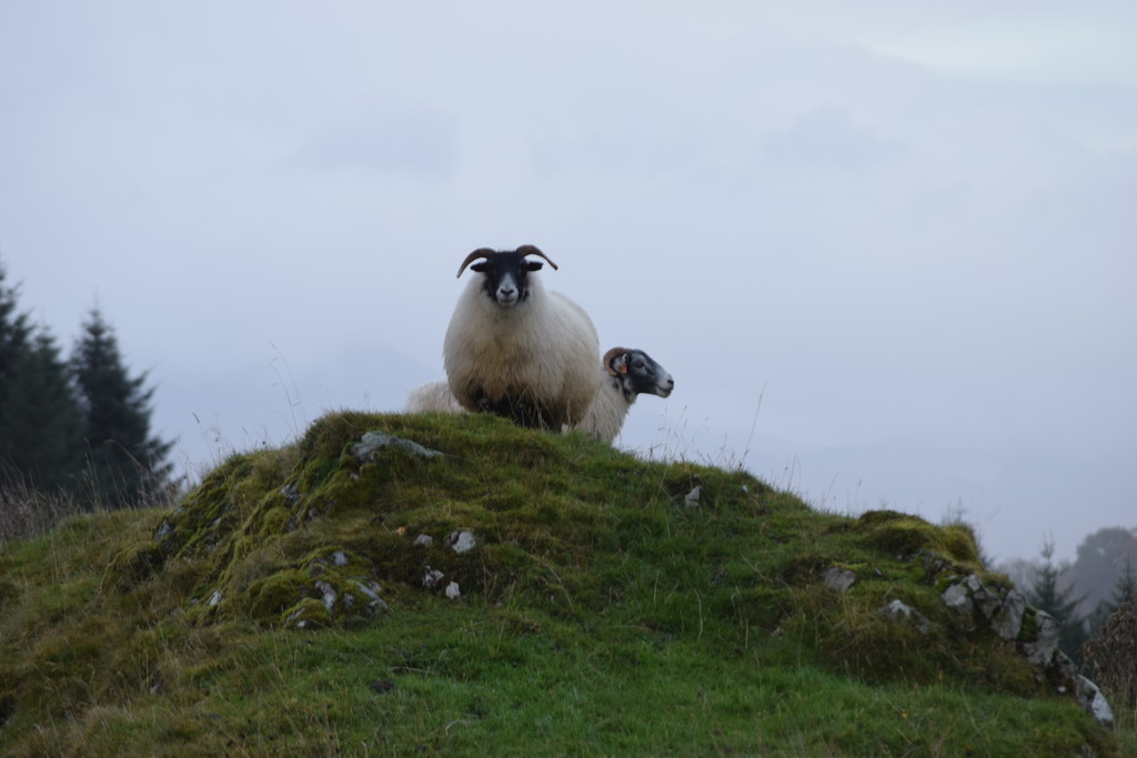 monarch of the glen, again by christophercox