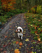 7th Nov 2015 - A walk in the woods with Bella.......