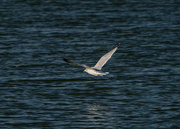 7th Nov 2015 - Ring-billed Gull flying low over the lake