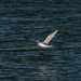 Ring-billed Gull flying low over the lake by rminer
