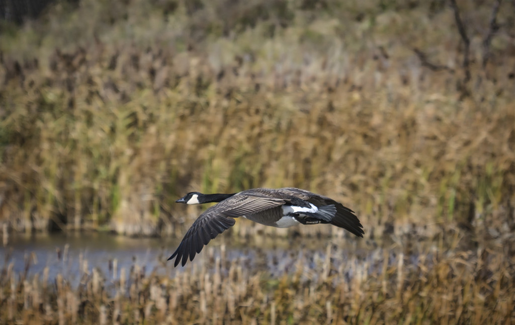 Skimming Goose by gardencat