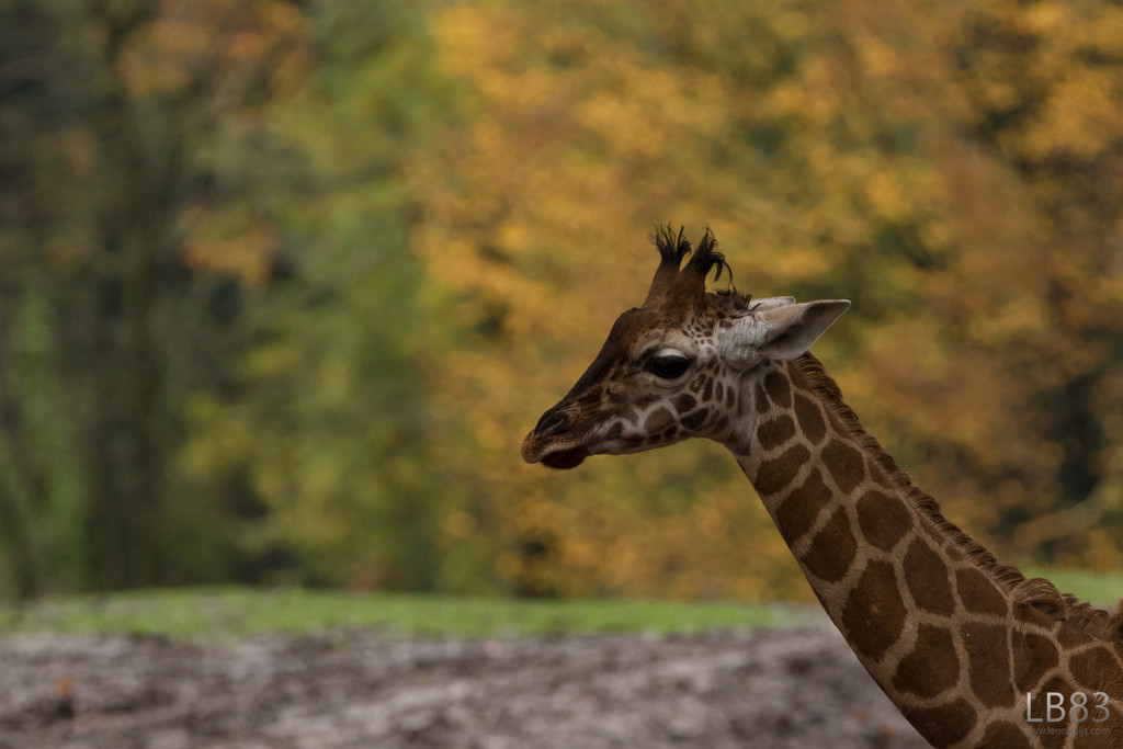 Giraffe in autumn by leonbuys83