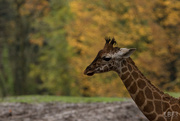 7th Nov 2015 - Giraffe in autumn