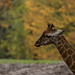 Giraffe in autumn by leonbuys83