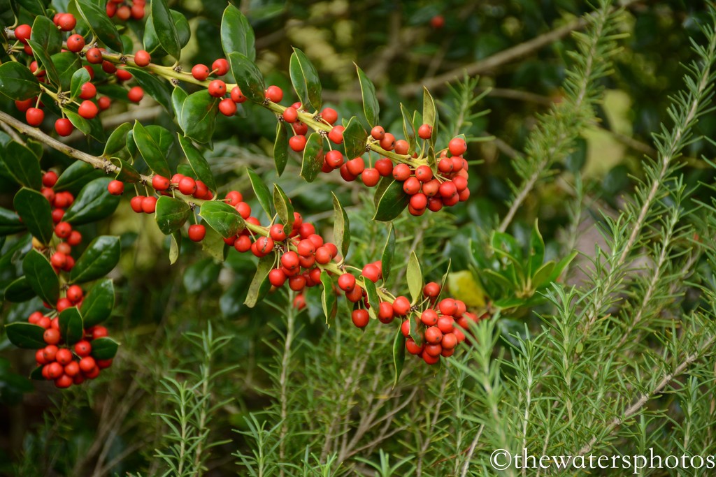 Holly berries over the Rosemary by thewatersphotos