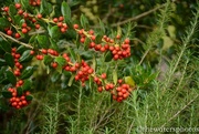 6th Nov 2015 - Holly berries over the Rosemary