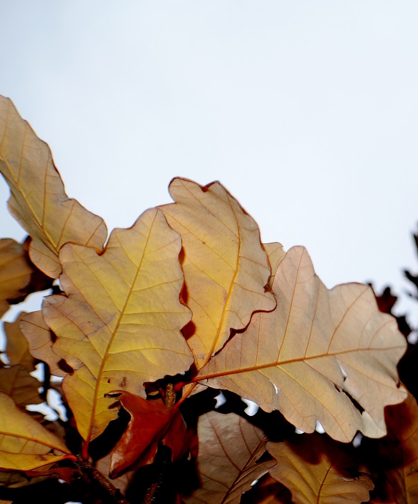 Leaves  by dmdfday