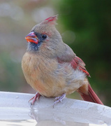 7th Nov 2015 - Female Northern Cardinal