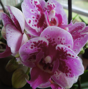 1st Nov 2015 - Orchids for spring