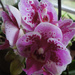 Orchids for spring by koalagardens