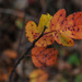 Colors of Autumn 23 by loweygrace