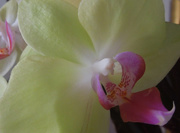 3rd Nov 2015 - Soft yellow orchid